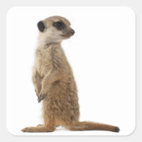 Meerkat or Suricate - Suricata suricatta