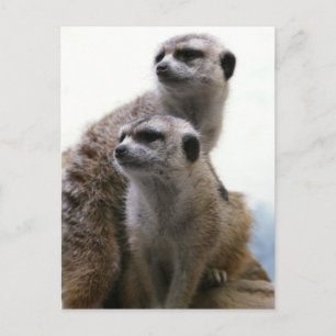 Meerkat Pair Postcard