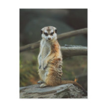 Meerkat Photo