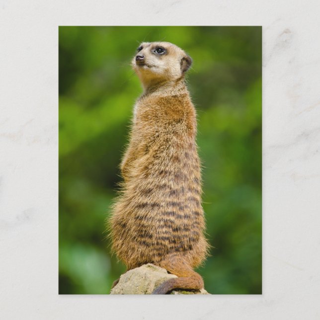 Meerkat Photo Postcard (Front)