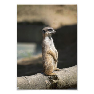 Meerkat Photo Print