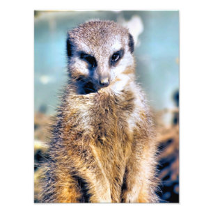 MEERKAT PHOTO PRINT