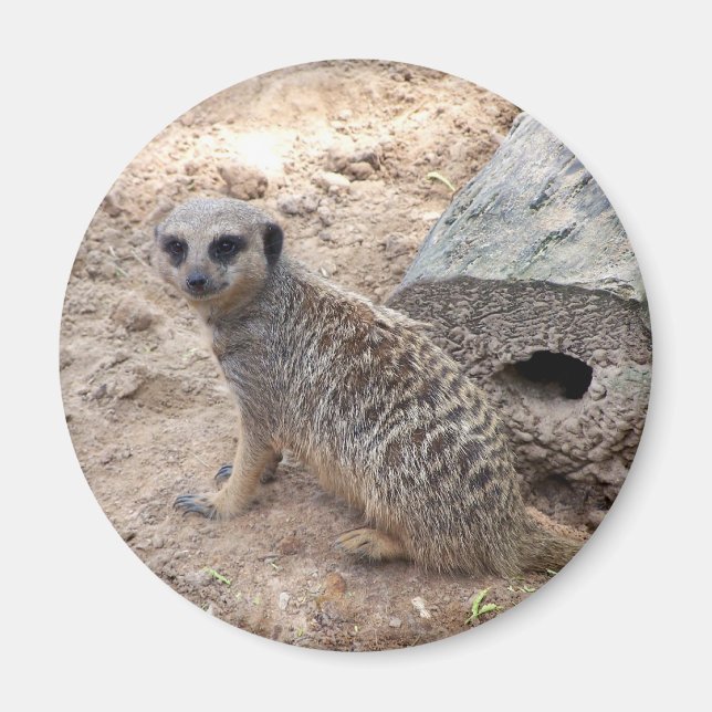 Meerkat photograph against log and sand magnet (Front)