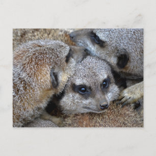 Meerkat Pile Postcard