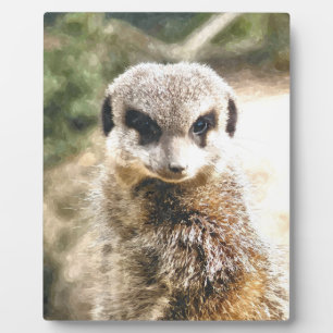 MEERKAT PLAQUE