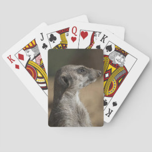 Meerkat Playing Cards