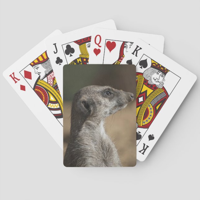 Meerkat Playing Cards (Back)