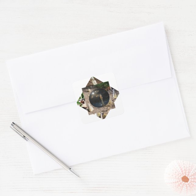 Meerkat Polyscope,  Square Sticker (Envelope)