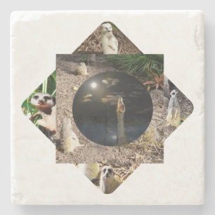 Meerkat Polyscope,  Stone Coaster