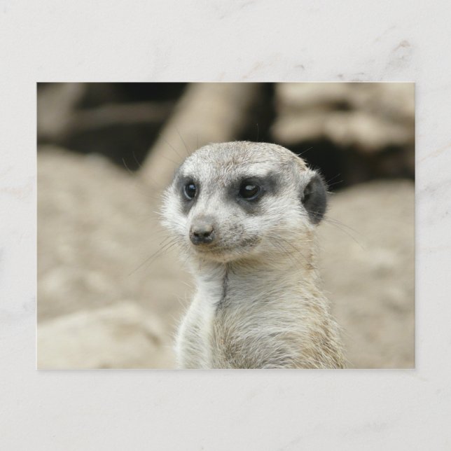 Meerkat Postcard (Front)