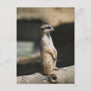 Meerkat Postcard
