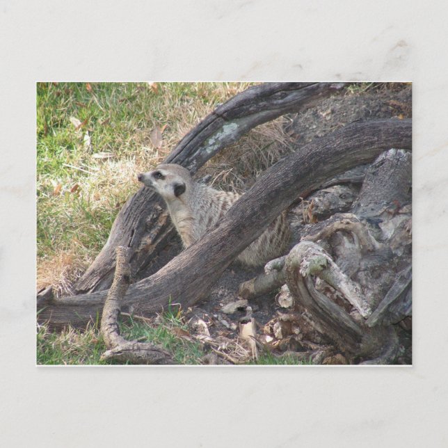Meerkat postcard (Front)