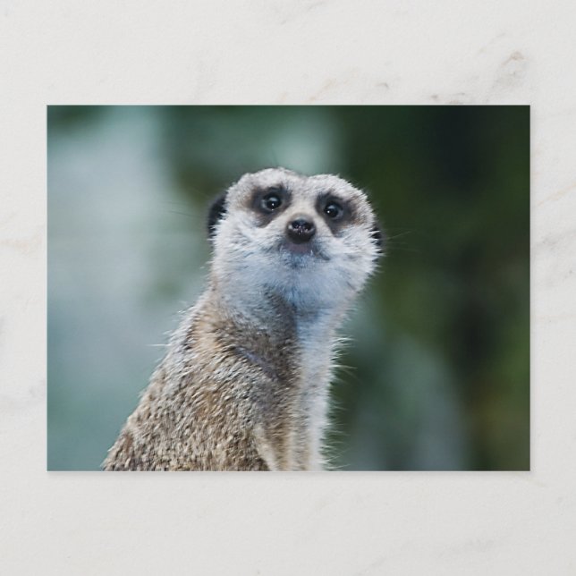 Meerkat Postcard (Front)