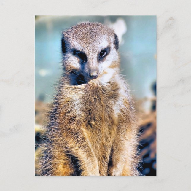 MEERKAT POSTCARD (Front)