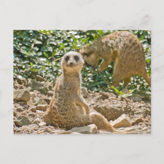 Meerkat Postcard (Front)