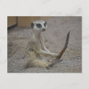 Meerkat Postcard