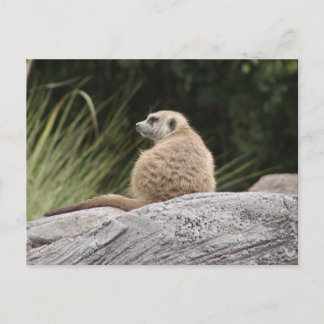 Meerkat Postcard