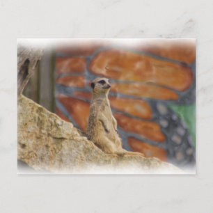 Meerkat Postcard
