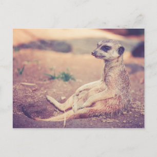 Meerkat Postcard