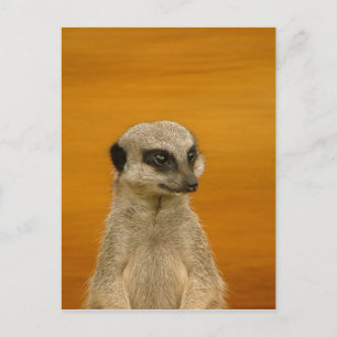 Meerkat Postcard
