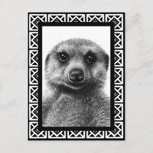 Meerkat Postcard