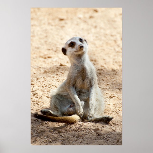 Meerkat Poster (Front)