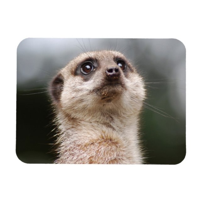 Meerkat Premium Magnet (Horizontal)