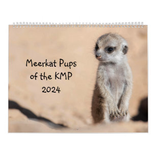 Meerkat Pups of the KMP 2024 Calendar