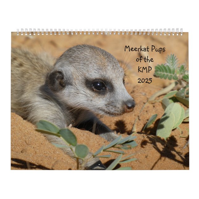 Meerkat Pups of the KMP 2025 Calendar (Cover)