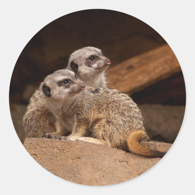 Meerkat Round Sticker (Front)