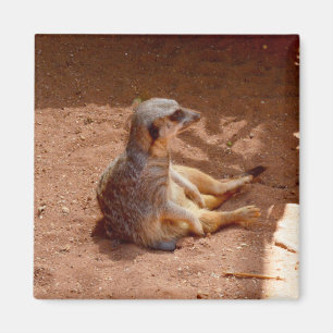 Meerkat Sitting Photography, Fridge Magnet