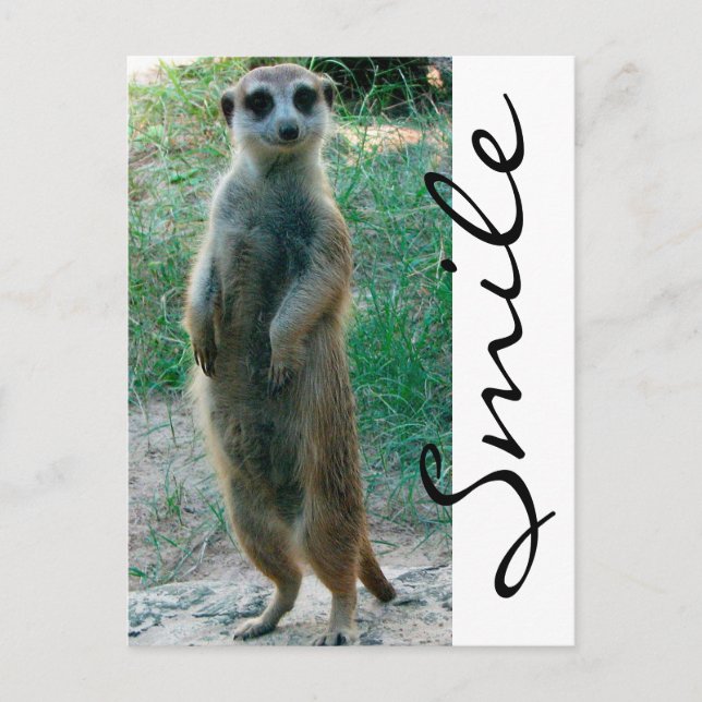 Meerkat Smile Postcard (Front)