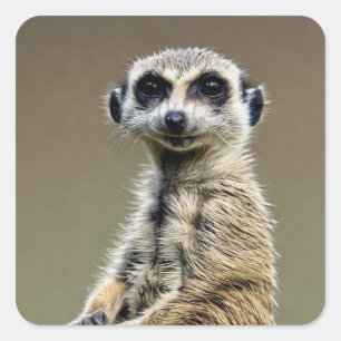 Meerkat Square Sticker