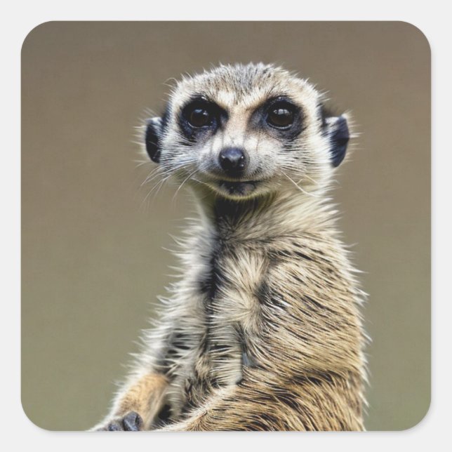 Meerkat Square Sticker (Front)