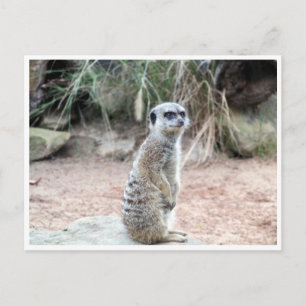 meerkat stand postcard