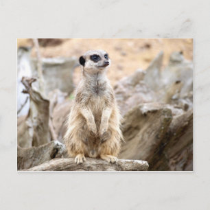 Meerkat standing tall postcard