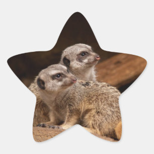 Meerkat Star Sticker