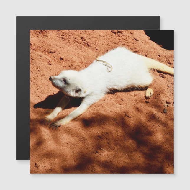 Meerkat Stretch, Magnetic Card (Front/Back)