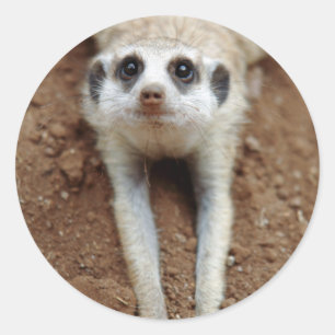 Meerkat (Suricata Suricatta) Cooling Down Classic Round Sticker