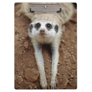 Meerkat (Suricata Suricatta) Cooling Down Clipboard