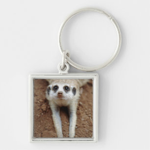 Meerkat (Suricata Suricatta) Cooling Down Key Ring