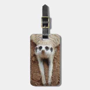 Meerkat (Suricata Suricatta) Cooling Down Luggage Tag
