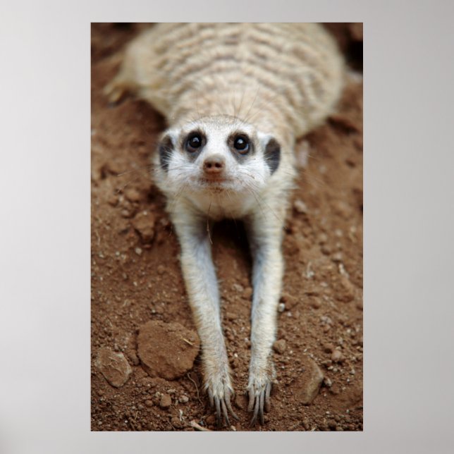 Meerkat (Suricata Suricatta) Cooling Down Poster (Front)