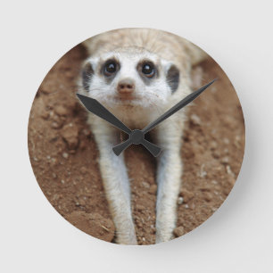 Meerkat (Suricata Suricatta) Cooling Down Round Clock