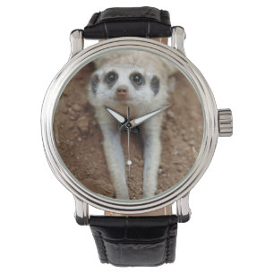 Meerkat (Suricata Suricatta) Cooling Down Watch