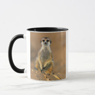 Meerkat (Suricata Suricatta) Sentinel At Den Mug