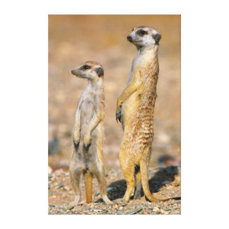 Meerkat Wrapped Canvas Prints | Zazzle.co.uk
Meerkat
