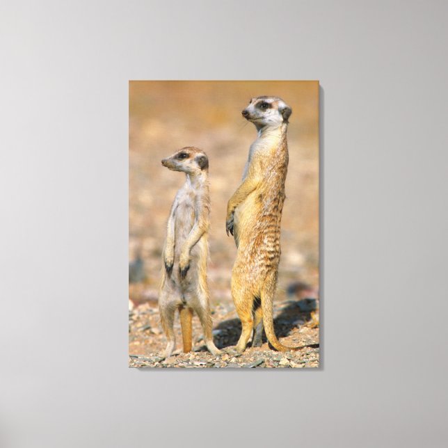 Meerkat (Suricata Suricatta) Sentinels, Karas Canvas Print (Front)
