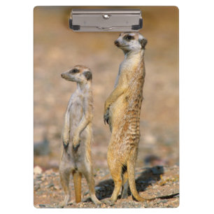 Meerkat (Suricata Suricatta) Sentinels, Karas Clipboard
