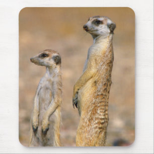 Meerkat (Suricata Suricatta) Sentinels, Karas Mouse Mat